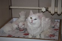 ERKEN DOĞUM - Van Kedileri Bu Yıl Erken Doğum Yaptı