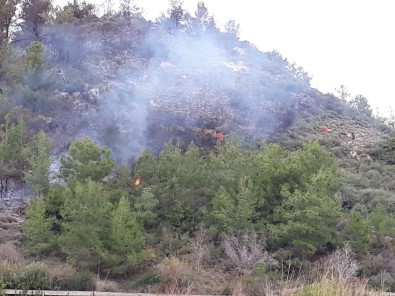 Yangın, Muz Seralarına Ulaşmadan Söndürüldü