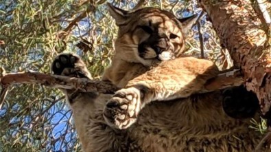Ağaçtaki Pumayı İtfaiyeciler Kurtardı