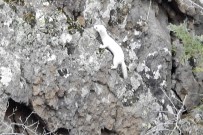 MEMUR - Beyaz Gelincik Tunceli'nin Ardından Gümüşhane'de De Görüntülendi