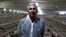 TAVUK ÇİFTLİĞİ - Emekli Astsubay Devlet Desteğiyle Çiftlik Kurdu