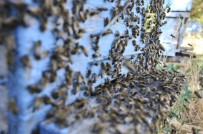 İLAÇ KULLANIMI - 'Her Yıl Bal Arılarının Yüzde 70'İ Zirai Kimyasal İlaçlar Sebebiyle Ölüyor'