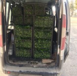 ESKIKÖY - Jandarma'dan Kaçak İçki Operasyonu