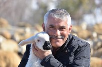 KEÇİ - Kayseri İl Tarım Ve Orman Müdürlüğü Koyun Yetiştiricilerinin Yanında