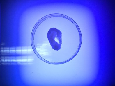 KKTC'de İlk Yerli 3 Boyutlu Biyo-Yazıcı Geliştirildi