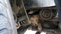 YAVRU KÖPEK - Yaramaz Köpek Aracın Motor Kısmına Sıkıştı