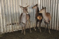 DOĞAL YAŞAM PARKI - 3 Geyik Ve 2 Leylek Ormanya'ya Gönderildi