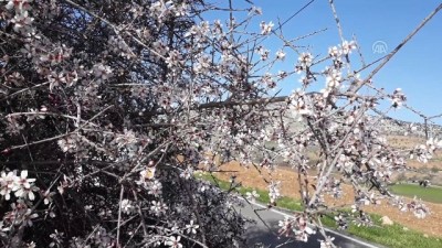 Gaziantep'te Badem Ağaçları Çiçek Açtı