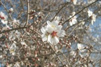 GÜNEŞLİ HAVA - Gaziantep'te Yalancı Bahar