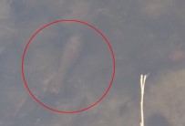 KIEV - Gölde 2. Dünya Savaşı'na Ait Mayın Bulundu