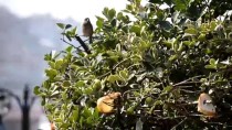 RECEP ÖZTÜRK - Kuşlar İçin Ağaç Dallarına Ekmek Asıyorlar