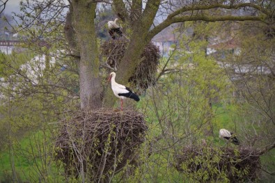 Leylekler Festivalle Karşılanacak