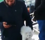 BAŞAKPıNAR - Sahibine Ulaşmak İsteyen Kedi Sahaya Girdi