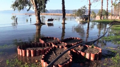 Aşırı Yağışlar Köyceğiz Gölü'nü Taşırdı