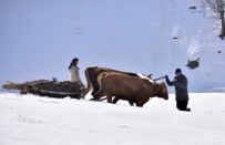 Bitlis'te Köylüler Kızaklı Öküz Arabalarıyla Hayvanlarına Ot Taşıyor Haberi