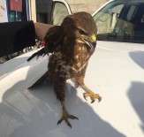 Yaralı Doğan Tedavi Altına Alındı