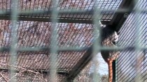 TAZMANYA - Bursa Hayvanat Bahçesinde Yavru Heyecanı
