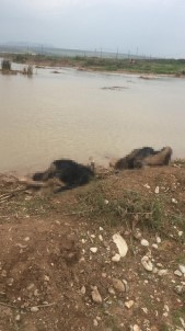 Hatay'da 3 Kadın Cesedi Bulundu