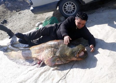 Manisa'da 100 Kilogramlık Yayın Balığı Yakalandı