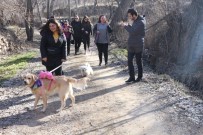 HAYVAN SEVERLER - 'Sessiz Patiler' Doğa Yürüyüşünde