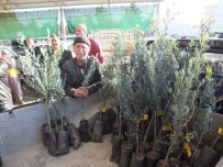 ZEYTİN AĞACI - Silifke'de Çiftçilere 10 Bin Zeytin Fidanı Dağıtıldı