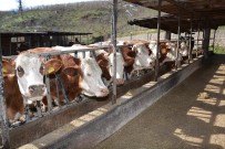 SÜT ÜRETİMİ - TKDK'dan Hayvancılık Yatırımına Destek