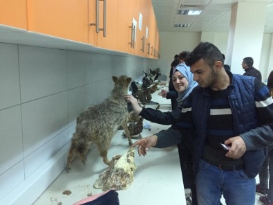 Balyalı Öğrenciler Veterinerlik Fakültesini Ziyaret Etti