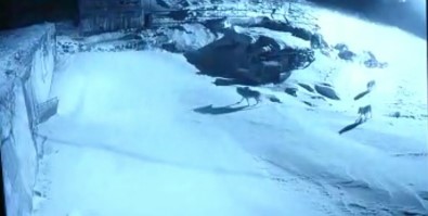 Ev sahibi kurtları böyle kovaladı