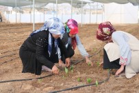 GİRİŞİMCİ KADIN - Şanlıurfa Hollanda'ya meydan okuyacak