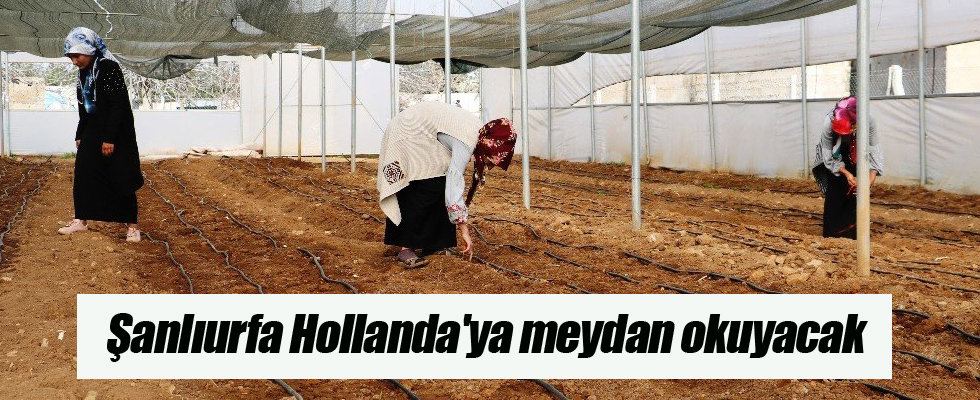 Şanlıurfa Hollanda'ya meydan okuyacak