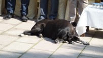 SOKAK KÖPEĞİ - Sevimli Köpek Törene Damgasını Vurdu