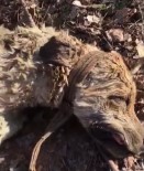 8 Yavrusu Olan Köpek Silahla Vurularak Öldürüldü