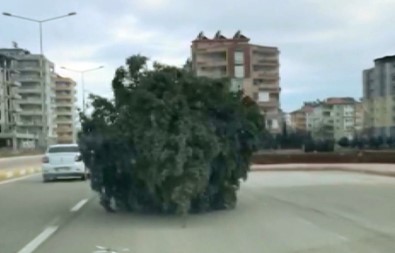 Adıyaman'da Yürüyen Çam Ağacı