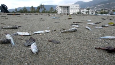 Antalya'da Sahile Çok Sayıda Ölü Balık Vurdu