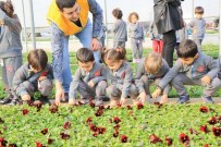 HERCAI - Çocuklar Çiçek Üretim Serasını Ziyaret Etti