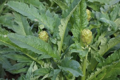 Gölhisar Enginarı Türkiye'de Bir Marka Olacak