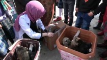 SEZAI KARAKOÇ - Köpek Yavrularına Öğrenciler Ve Öğretmenleri Sahip Çıktı