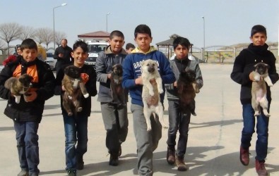 Sokaktaki Yavru Köpeklere Öğrenciler Ve Öğretmenler Sahip Çıktı