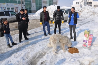 Yüksekova'da Sokak Hayvanları İçin Yemleme Çalışması