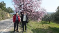 DUTLUCA - Balıkesir'de Bademler Çiçek Açtı