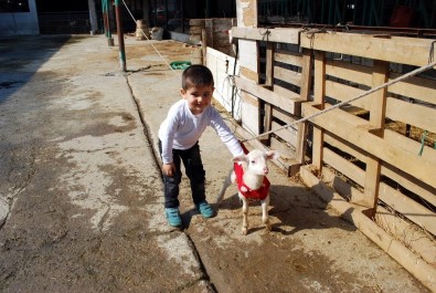 Felçli Kuzunun Yürümesi İçin Düzenek Kurdu