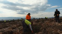 EKONOMIK İŞBIRLIĞI VE KALKıNMA TEŞKILATı - İzmir'in Yeni Orman Alanı Nakış Gibi İşleniyor