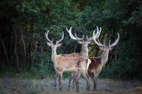 DAĞ KEÇİSİ - Objektiflere Takılan Yaban Hayvanları İzleyenleri Etkiliyor