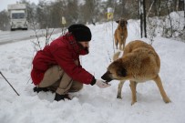 SARIYER - 199 Farklı Noktada 1 Ton Kuru Mama Dağıtıldı