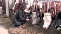 BÜYÜKBAŞ HAYVAN - Devlet Desteğiyle Tesis Kurdu Günlük 5 Ton Süt Üretiyor
