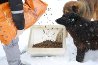 SARIYER - İstanbul'da 199 Farklı Noktada 1 Ton Kuru Mama Dağıtıldı