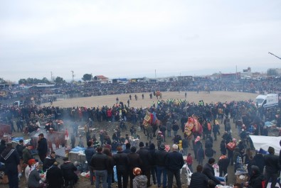 Manisa'da Kıran Kırana Deve Güreşi