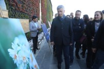KOMPOZISYON - Cizre'de 2. Geleneksel Nergis Festivali Başladı