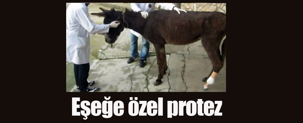 Eşeğe özel protez