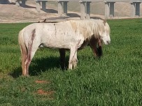 Hasankeyf'te Atlar Silahla Vuruldu